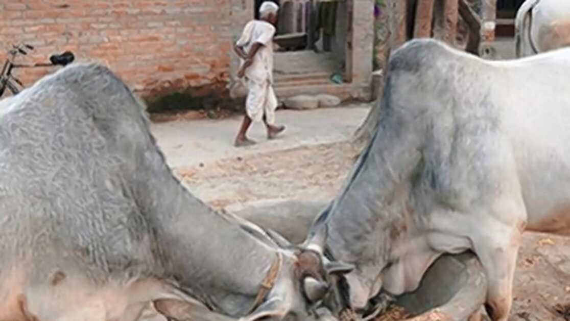 शाहजहाँपुर प्रशासन ने ग्राम प्रधानों से प्रत्येक 10 मवेशियों को आश्रय देने के लिए कहा ताकि उनके खतरे पर लगाम लगाई जा सके