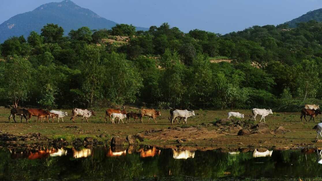 टीएन बजट |  इरोड में नया वन्यजीव अभयारण्य;  समुद्र के कटाव को रोकने के लिए तटीय बहाली मिशन