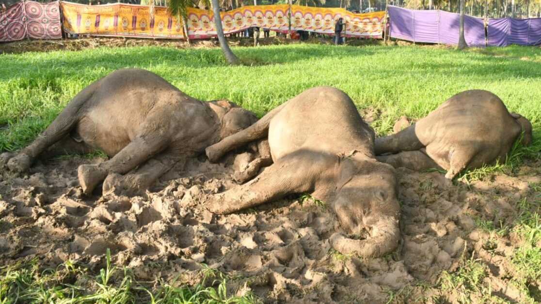 धर्मपुरी में अवैध बिजली के तार की चपेट में आने से तीन हथिनियों की मौत