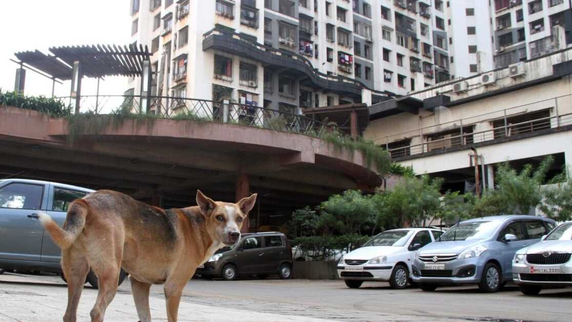 महाराष्ट्र के विधायक असम में कुत्ते प्रेमियों को परेशान करते हैं