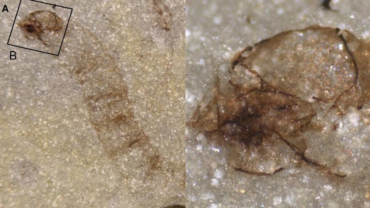 वैज्ञानिकों को मिला 25 करोड़ साल पुराने मच्छर का जीवाश्म!
