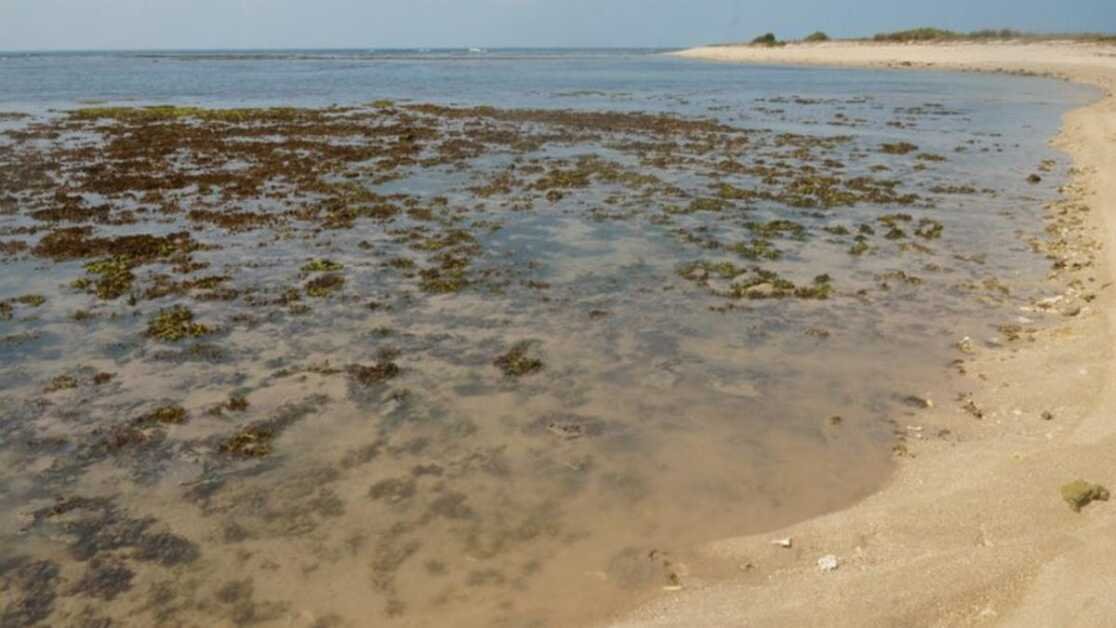 मन्नार द्वीपों की खाड़ी के लिए ट्रिपल मुसीबत, अध्ययन में पाया गया