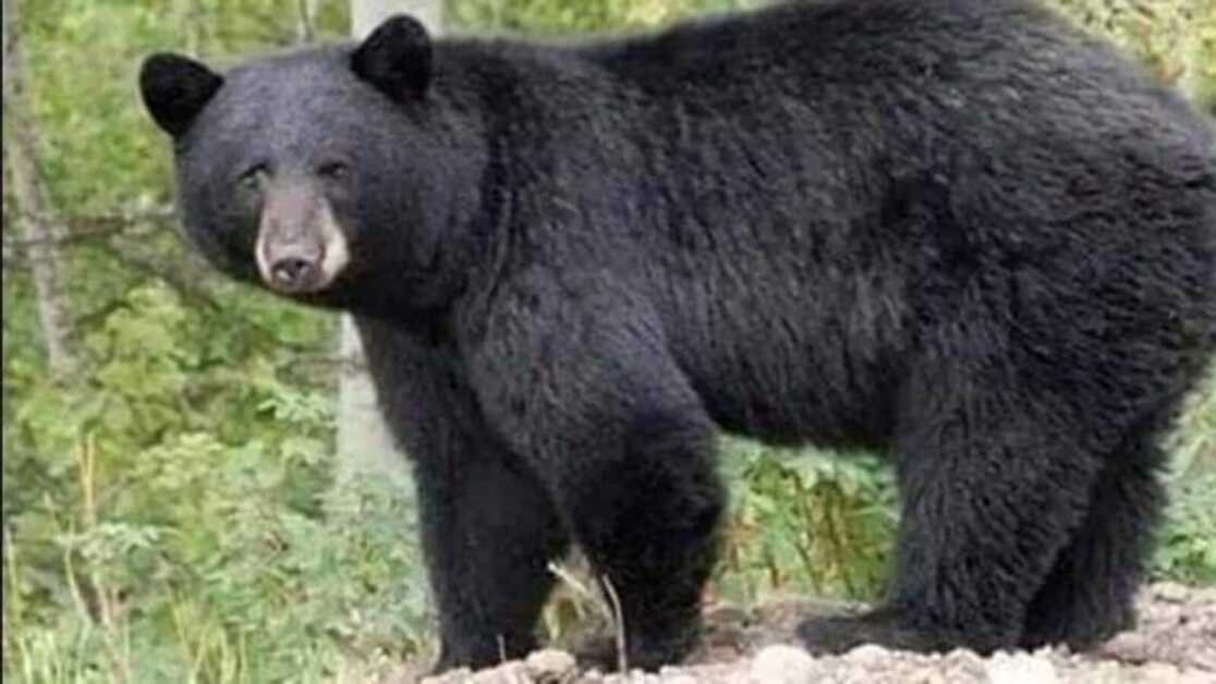 बिहार वन विभाग मुंगेर के जंगलों को वन्यजीव अभयारण्य में बदलने पर विचार कर रहा है: अधिकारी