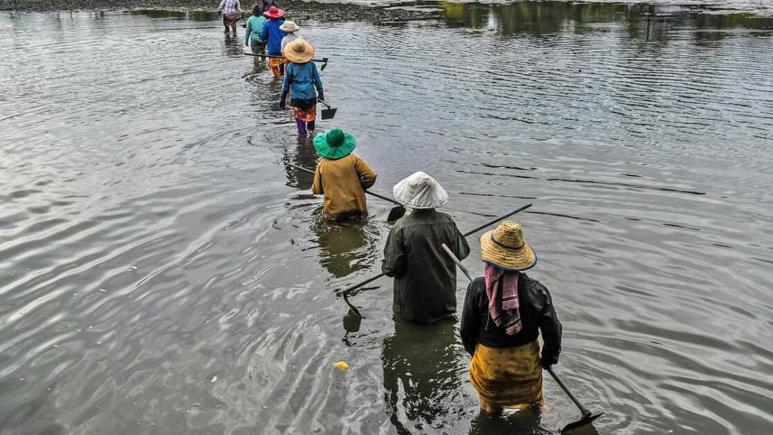 किसानों का कहना है कि मछली पालन का विस्तार पोक्कली के खेतों में चावल की खेती को प्रभावित करेगा