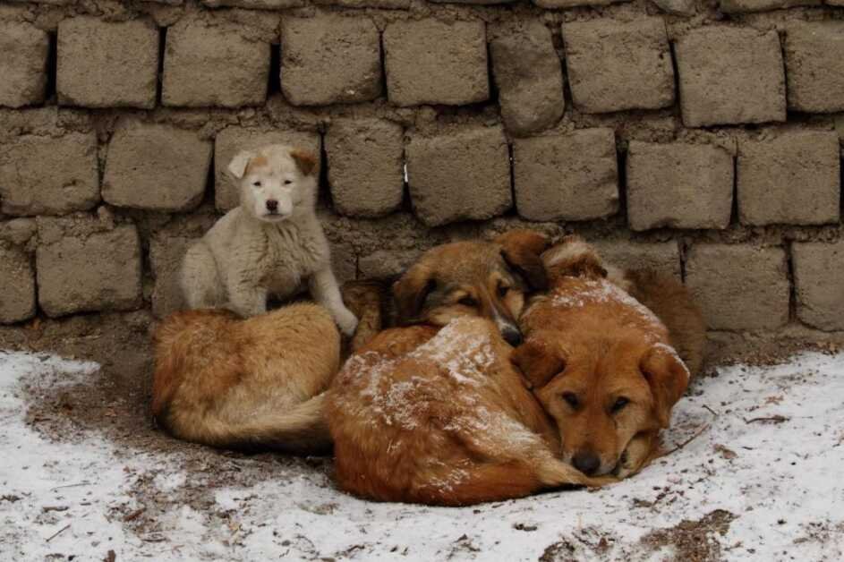 जनवरी में लेह में दिन का अधिकतम तापमान -3°C के आसपास और रात का तापमान -15°C तक गिर जाता है, और इस दुबले-पतले पर्यटन के मौसम में कुत्तों के लिए भोजन की बर्बादी कम होती है।  फोटोः नरेंद्र पाटिल