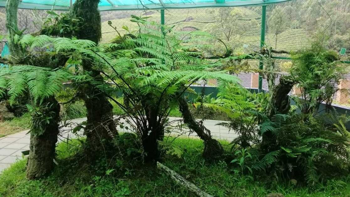 पहली बार, एराविकुलम राष्ट्रीय उद्यान को फर्नारियम मिला है