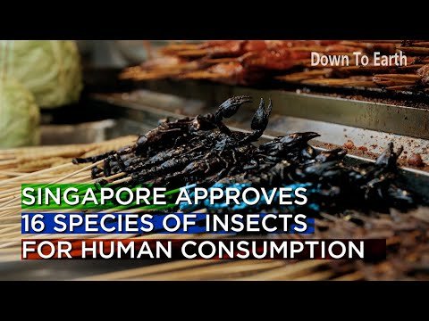 सिंगापुर ने मानव उपभोग के लिए रेशम के कीड़ों और टिड्डों सहित कीड़ों की 16 प्रजातियों को मंजूरी दी