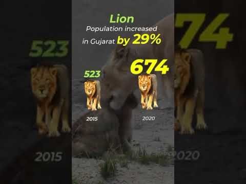 Big cats making a comeback in India