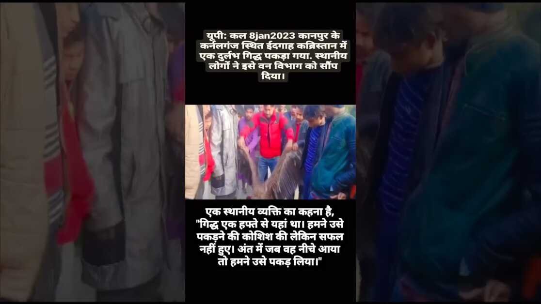 UP: A rare vulture was captured in Eidgah cemetery of Kanpur's Colonelganj yesterday.