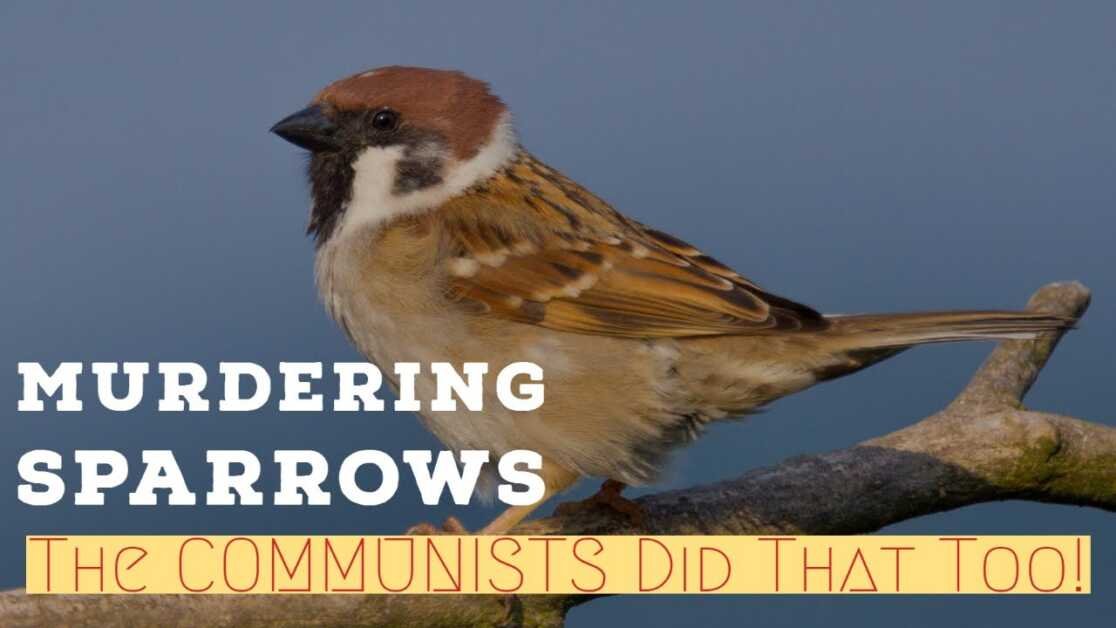 Murdering Sparrows - Yes Communists did that too!