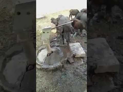 Buffalo Uses Handpump || अक्ल बड़ी या भैंस?