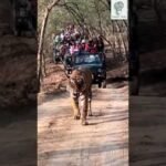 Tiger at Ranthambhore National Park