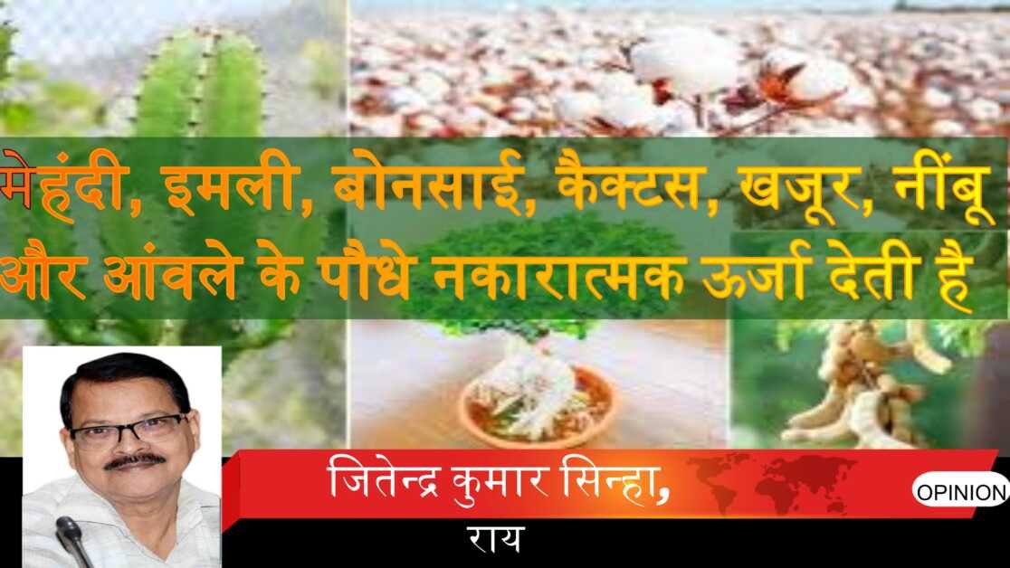 मेहंदी, इमली, बोनसाई, कैक्टस, खजूर, नींबू और आंवले के पौधे नकारात्मक ऊर्जा देती है